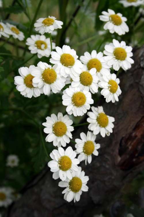 flower   herb   chamomile   floral   nature