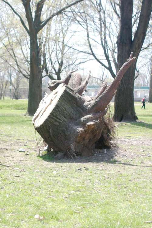 tree stump nature