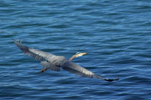 great blue heron bird