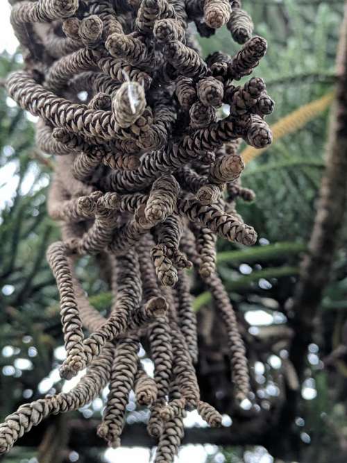 pine texture needles dry tree
