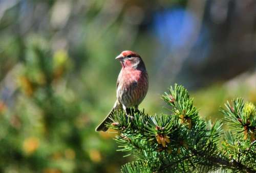 House Finch bird songbird