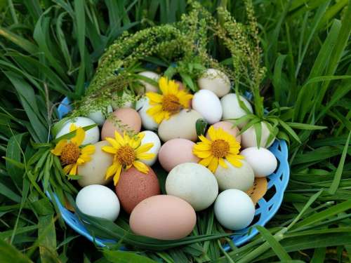 eggs egg easter easter basket basket