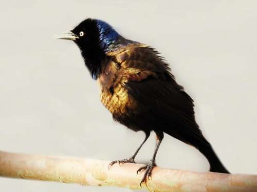 starling blackbird mating display bird wild
