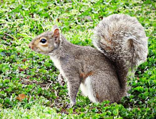grey squirrel rodent