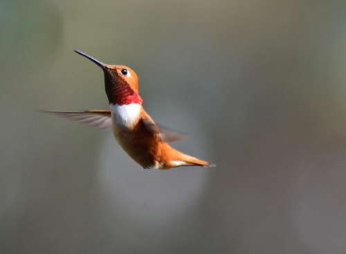 rufous hummingbird hummingbird nature 