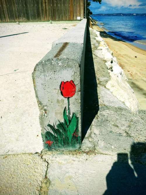 Wall painting tulip art grafitti beach