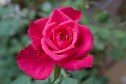 rose plant flower nature red