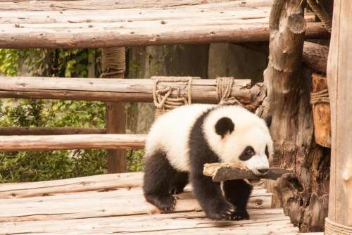 giant panda   China   animal   cute   play