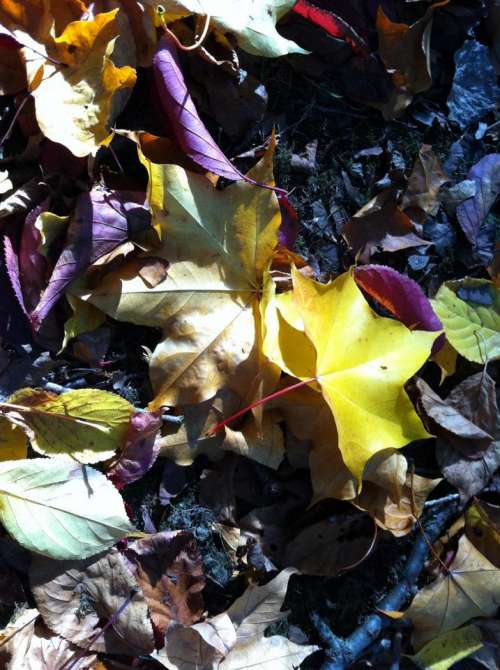 Autumn leaves red yellow purple