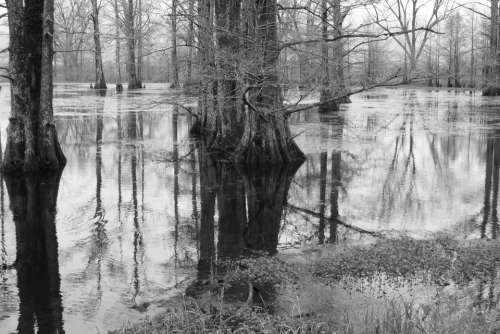 Bayou bog swamp water reflection