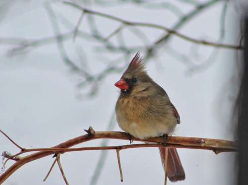 nature wildlife winter birds cardinals