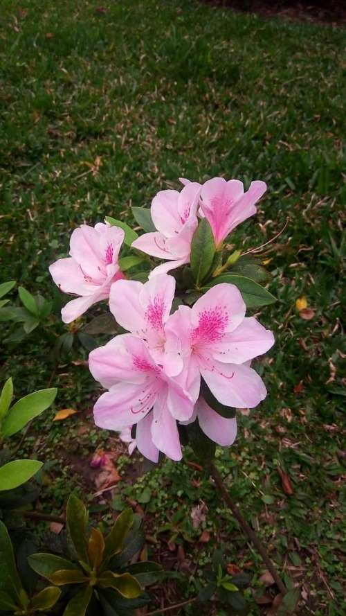 rhododendron pink flower