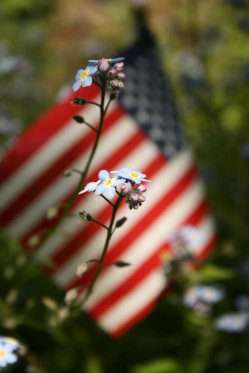 flag   flower forget me not   floral   America