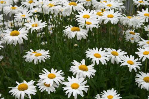 daisies   daisy   floral   flower   white