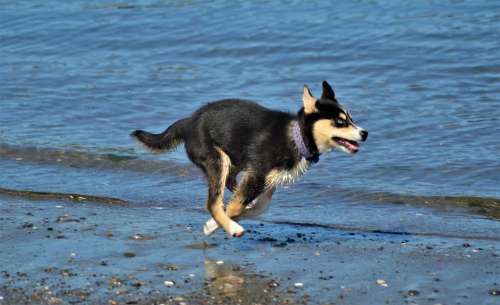 dog running beach
