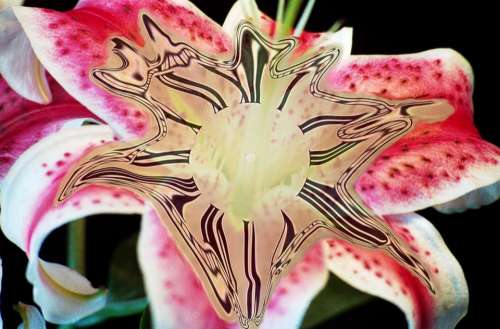 lily flower plant nature clock
