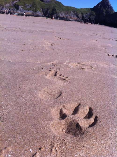 footprints paw prints sand beach dog