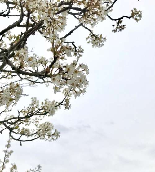 Tree spring blossom blossom bloom