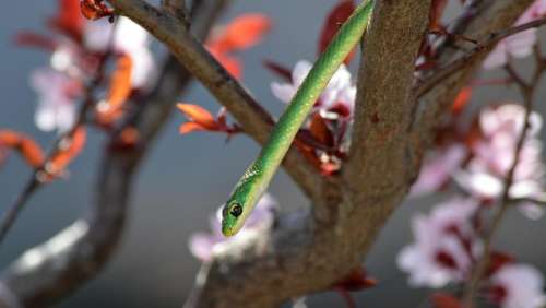 old green snake opheodrys aestivus