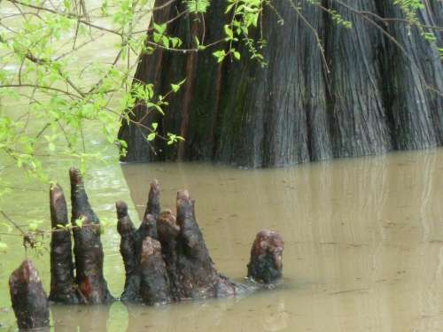 Bayou bog swamp water reflection