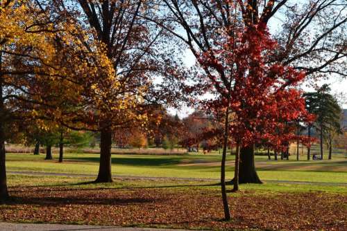 Golf course autumn days trees green grass colorful leaves
