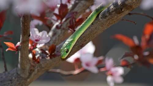 old green snake opheodrys aestivus