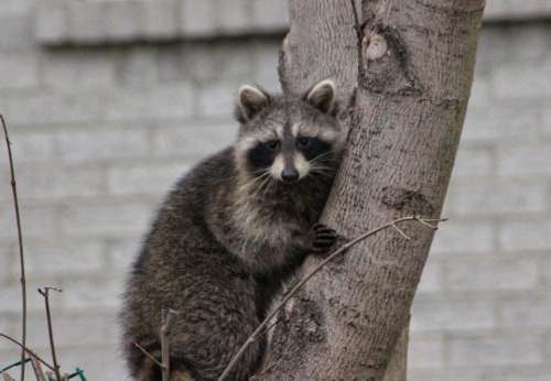 animals nature raccoons suburbs suburbia