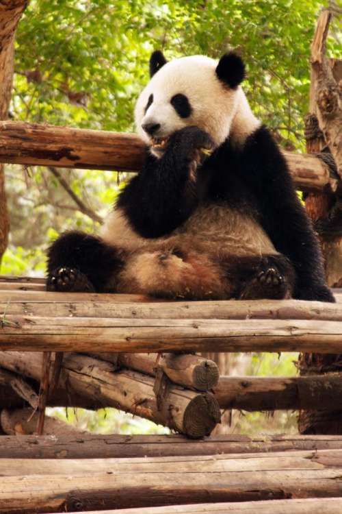 giant panda   animal   China   endanger  panda    