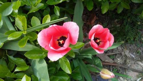 #tulips#flowers#two#spring