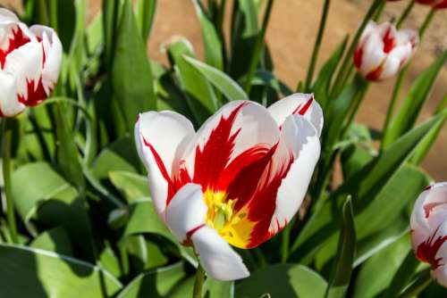 tulip   flower   spring   floral   beauty  