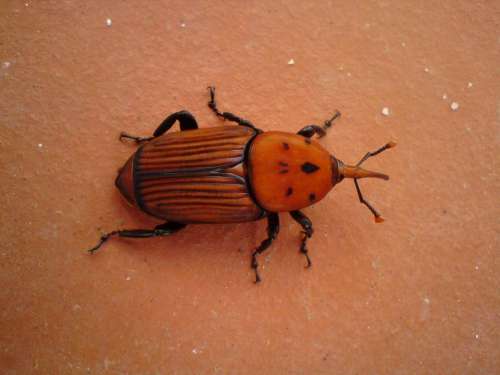 Red palm weevil pest Portugal terracotta orange