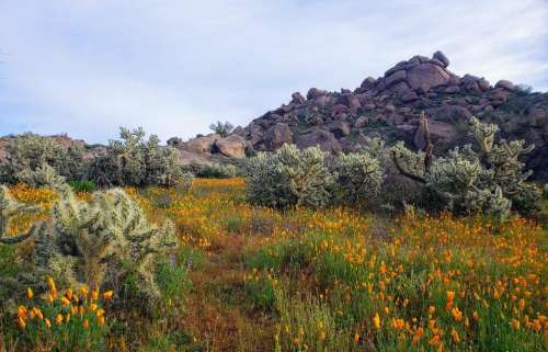 desert flowers scenic cactus