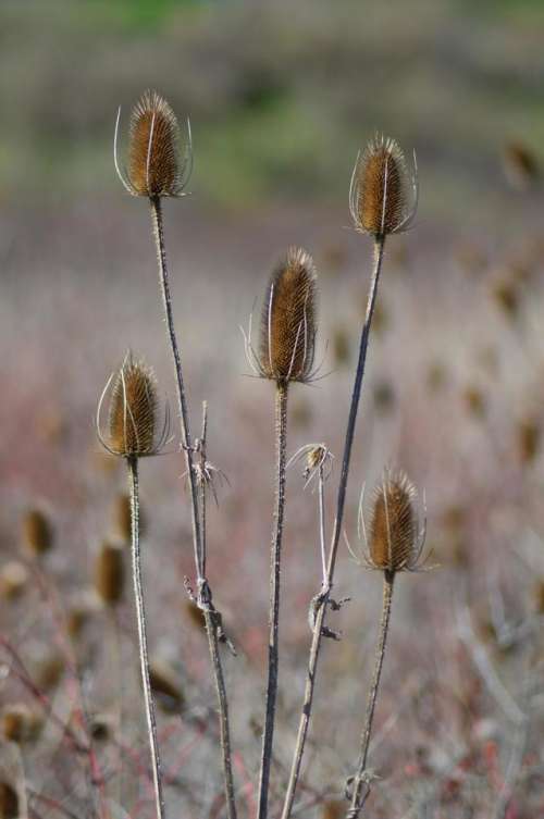 teasel weed nature