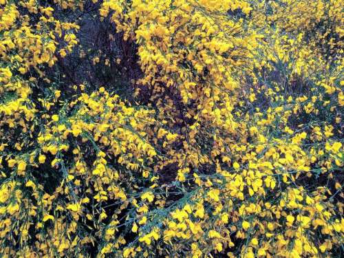 Yellow flowers genet gorse spring