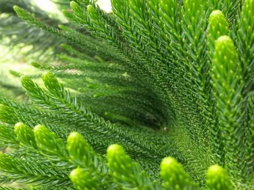 pine texture needles tree