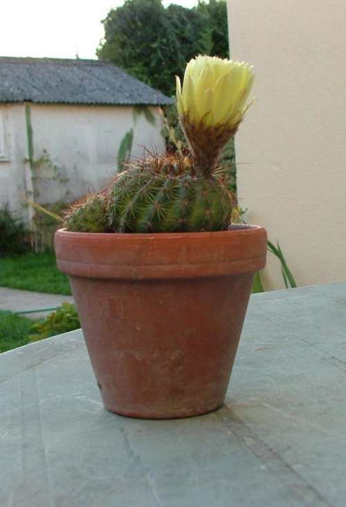 cactus flower pot plant