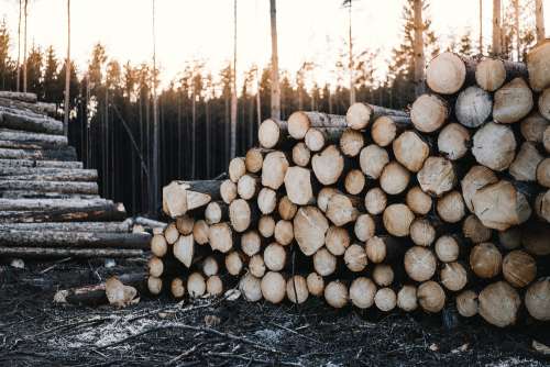 Pile of Felled Wood Logs