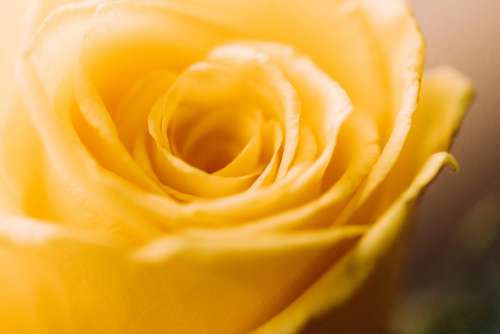 Yellow Rose