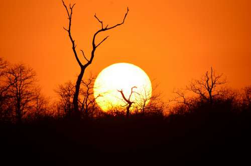 Africa Sunset Tree Sky Relax Silhouette