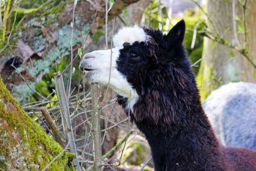 Alpaca Black Animal Mammal Fluffy Nature Wool