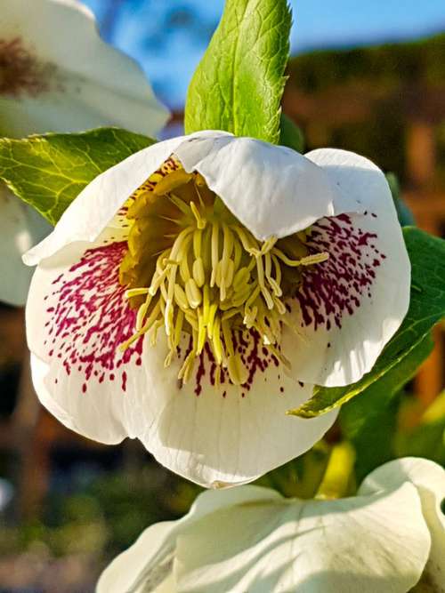 Anemone Blanda Christmas Rose Flower Garden Macro