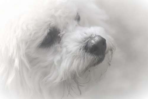 Animal Portrait Dog Bichon Frisee Furry Close Up