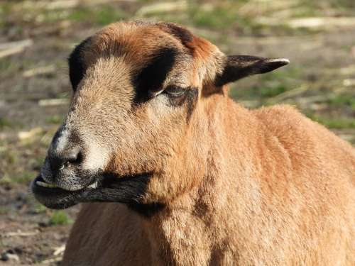 Animal Goat Mammal Mammals Zombies Occlusion