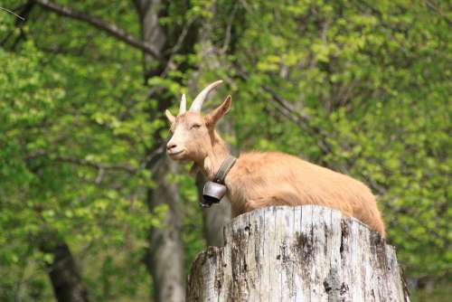 Animal Goat Nature Horns Horned