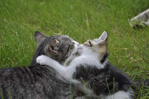 Animal Cat With Kitten Love Feline Domestic