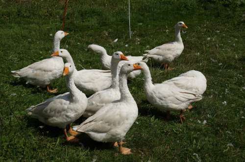 Animals Geese Nature Bill