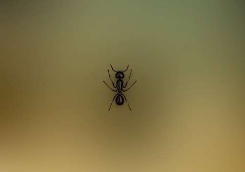 Ant Insect Nature Wildlife Amazing