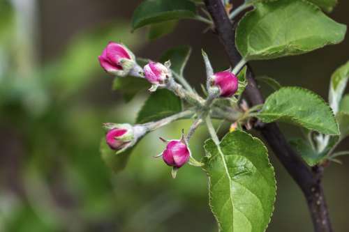 Apple Apple Tree Wood Trees Flower Bloom