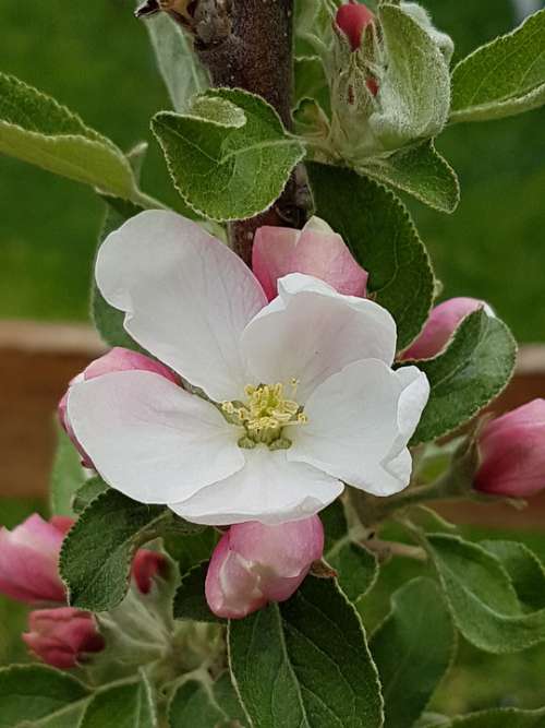 Apple Blossom Bloom Apple Blossom Column Fruit