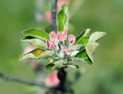 Apple Flower Ladybug Spring Bud Garden